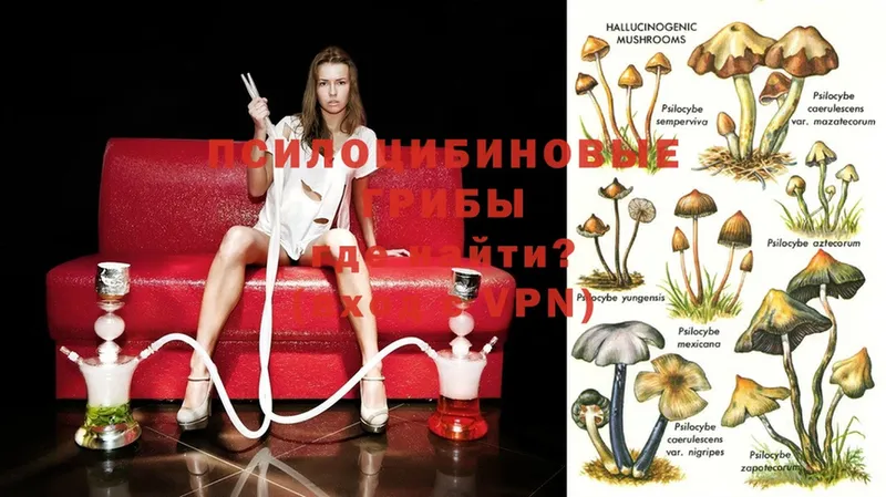 Псилоцибиновые грибы Psilocybe  где можно купить наркотик  блэк спрут ссылка  Безенчук 